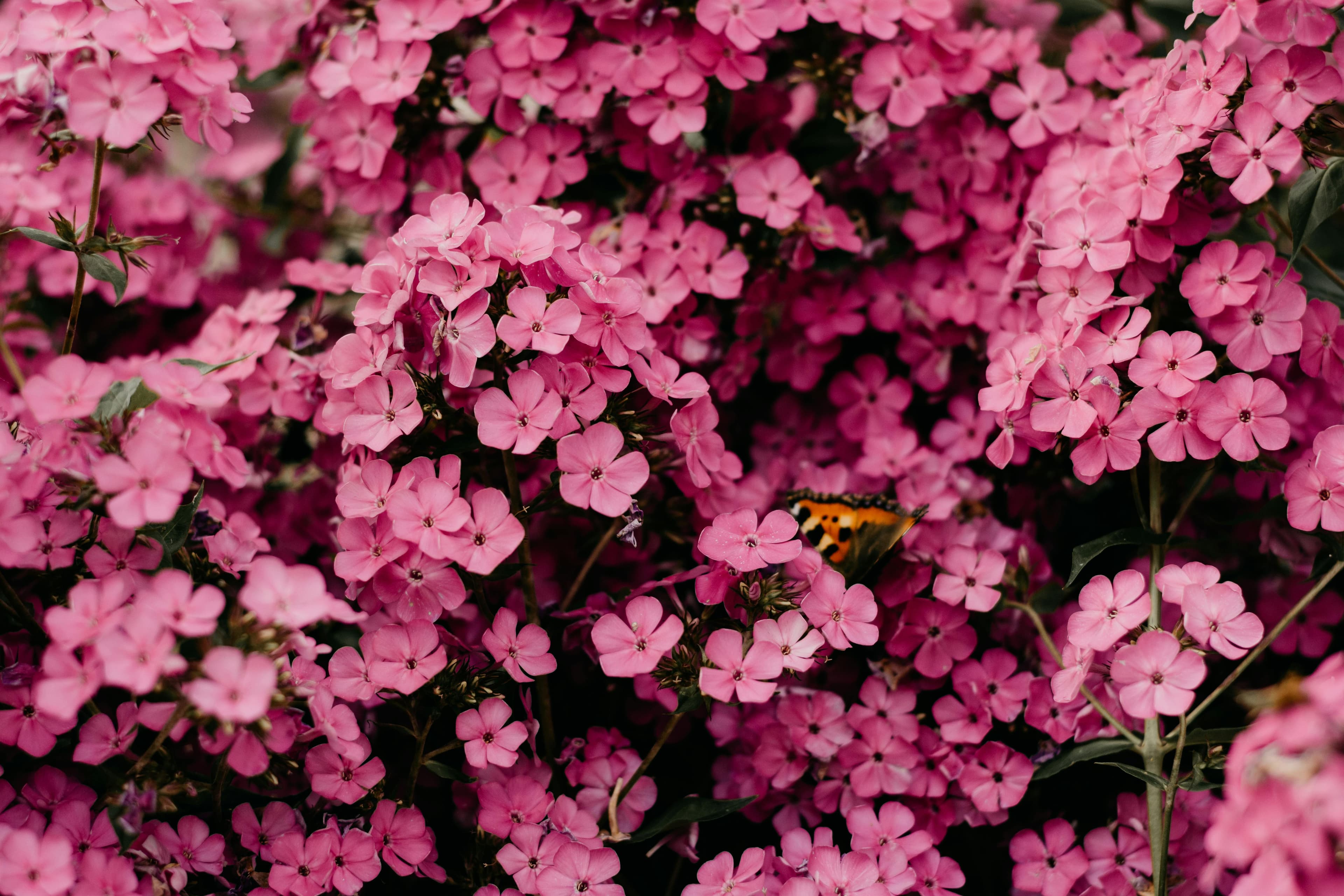 Creeping Jenny Border