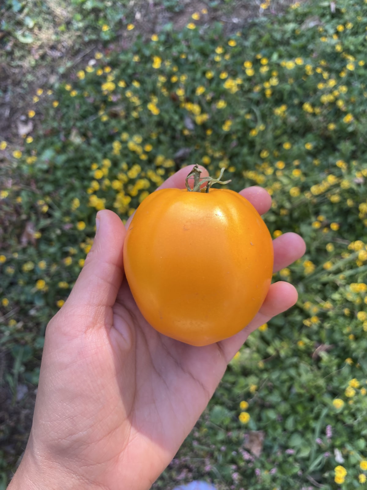 Sustainable Gardening Practices