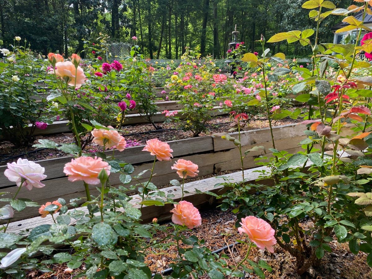Beautiful garden landscape and maintenance